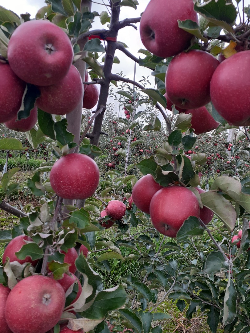 Sprzedam jabłka red jonaprince Jabłka czyste bez gradu robaka grzyba więcej informacji na tel