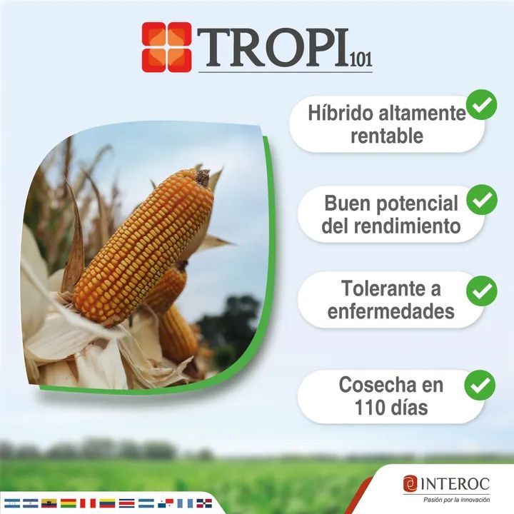 Kukurydza Tropi 101(7 do 12) ton/ha i agri144(3 do 4) ton/ha do sadzenia agricomseeds paragwaj,wenezuela,brazylia,peru,kolumbia ekwador - /