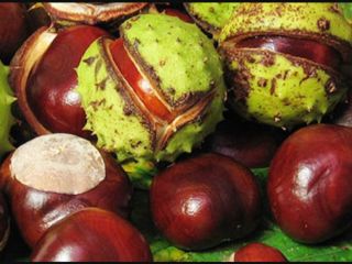 Sprzedam ekologicznie czyste kasztany (Aesculus hyppocastanum). Po więcej informacji