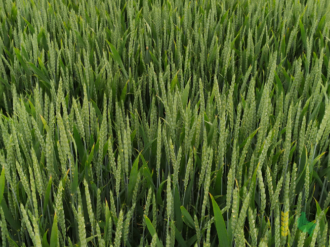 Bardzo wysokie i stabilne plonowanie na obu poziomach agrotechniki A1 i A2