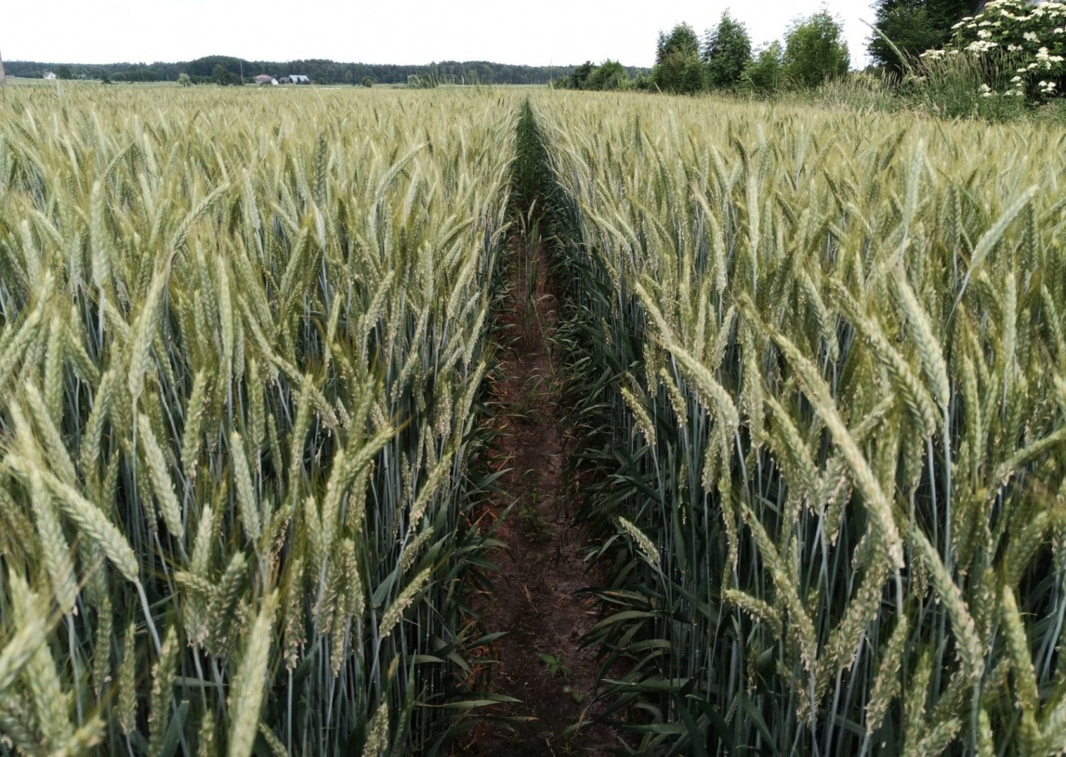 Pszenżyto BELCANTO • Nr 1 plonowania w Polsce i Niemczech • Nr 1 w zdrowotności • Duże zdolności adaptacyjne • Wysoka MTZ i białko • Bardzo dobra zimotrwałość
