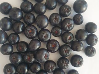 FRUCTE ARONIA SUPER PROASPETE SI NATURALE DIN PLANTATIE LA
