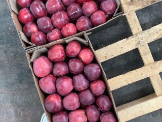 Apple wszystkie odmiany: red delicious, grenny smith, mutsu, idared,