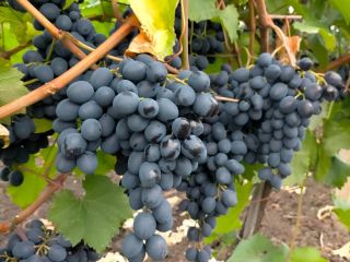 Do sprzedania winogrona stołowe własnej produkcji, odmiana Mołdawia. Najwyższej