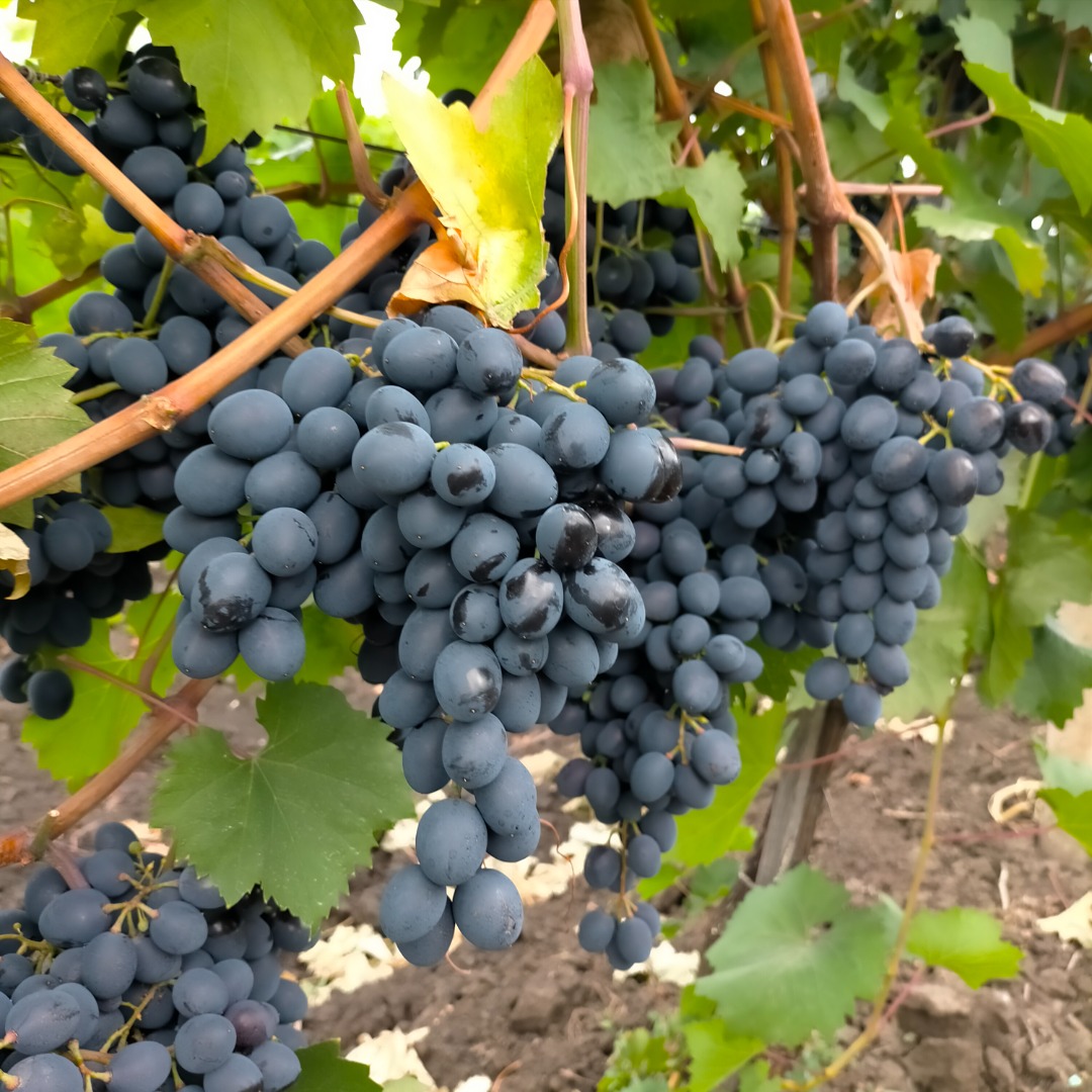 Do sprzedania winogrona stołowe własnej produkcji, odmiana Mołdawia