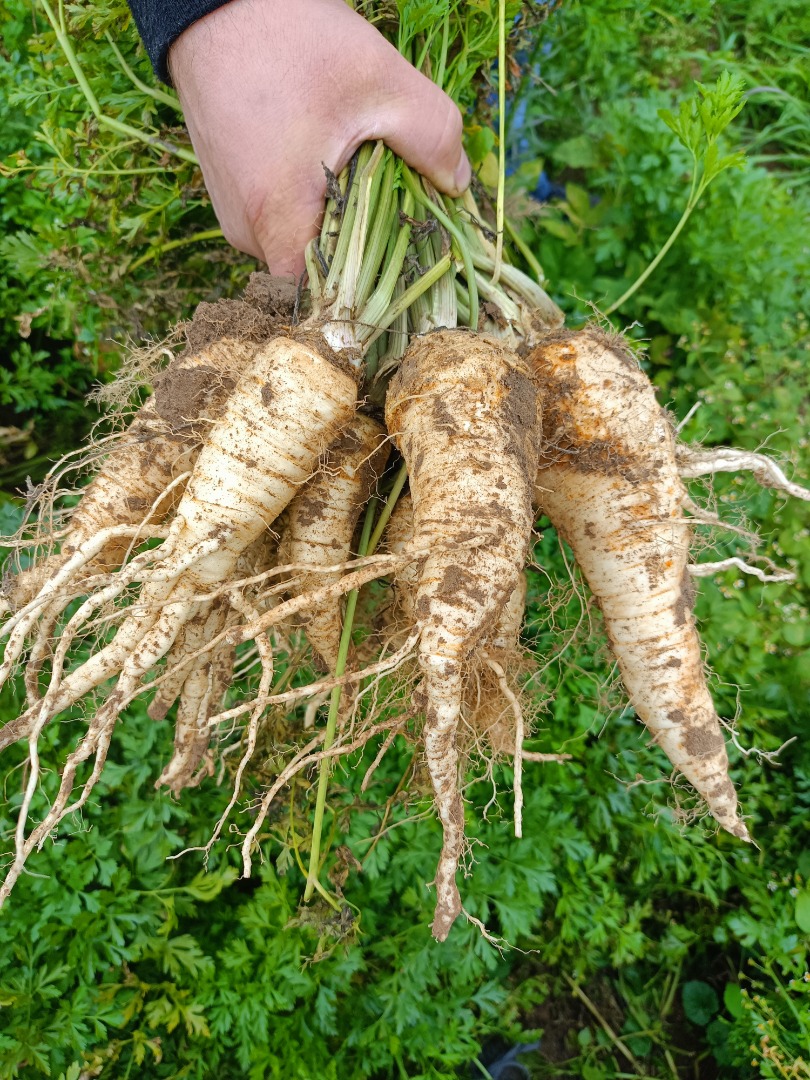 Sprzedam pietruszkę korzeniowa późną Ołomuńcka