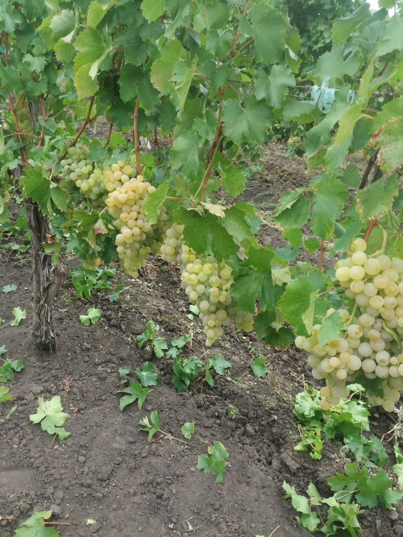 Sprzedam wysokiej jakości winogrona stołowe, odmiana biała Suruceni