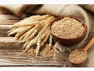 Sprzedajemy ORGANIC ORKISZ z certyfikatem ekologicznym, COI i dokumentami