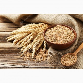 Sprzedajemy ORGANIC ORKISZ z certyfikatem ekologicznym, COI i dokumentami eksportowymi