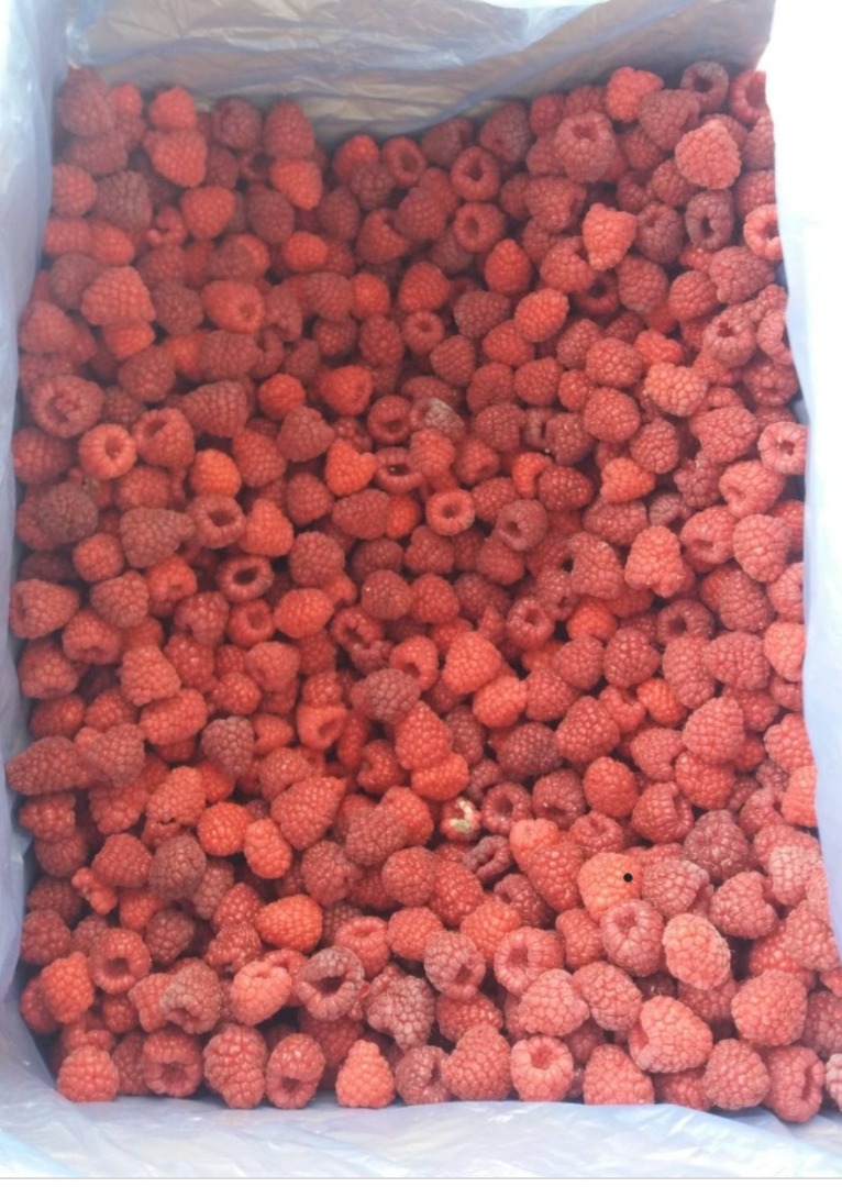 Malina mrożona pakowana w kartony 8-10 kg Klasa I bardzo dobra jakość