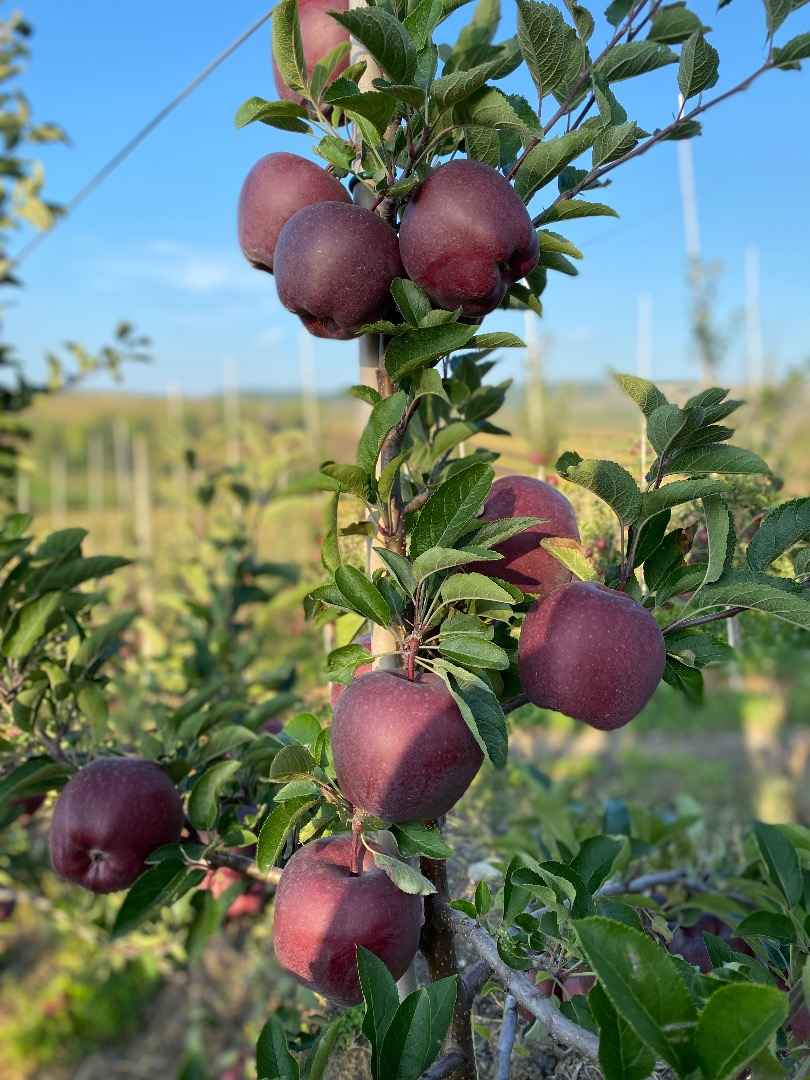 Sprzedam jabłka z odmian 'królicze pysk', Jonathan, Jonaprince, Golden, Gala, Reddelicious Cena: 2 lei/kg Więcej szczegółów prywatnie pod wskazanym numerem