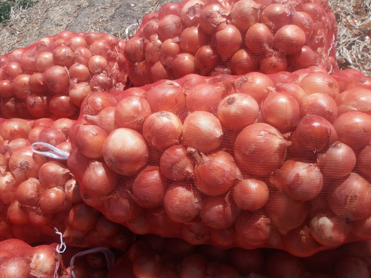 Cebula cebulowa hurtowo od producenta