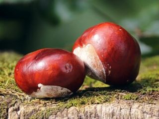 Skupie kasztany Poniedziałki, środy i piątki w godzinach od