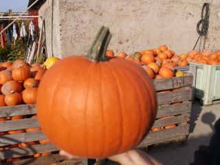 Witam sprzedam dynie Gomez oraz Spitfire z rodziny Halloween.