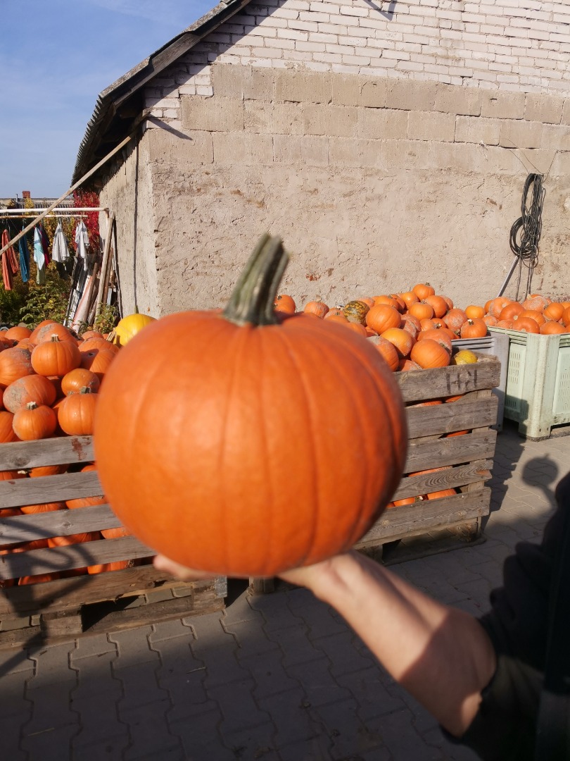 Witam sprzedam dynie Gomez oraz Spitfire z rodziny Halloween