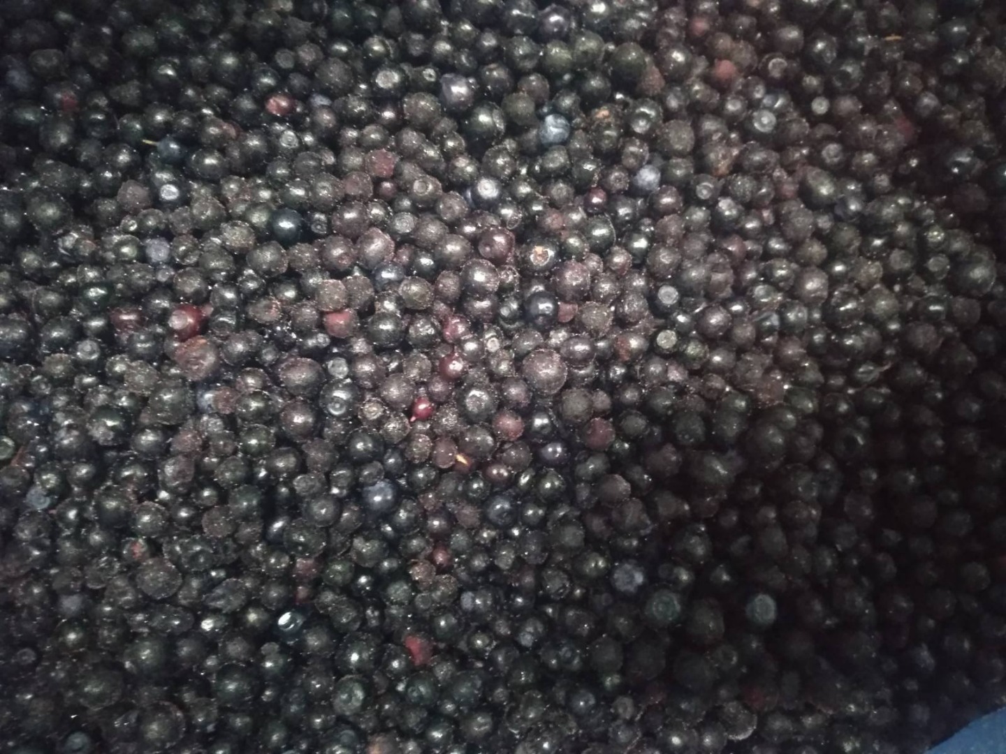 Sprzedam Mrożona leśna jagoda z Ukrainy