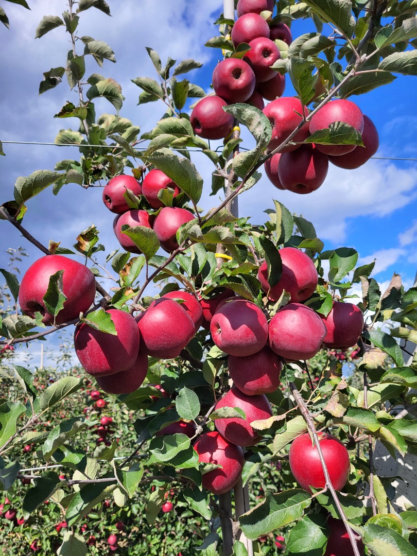 Sprzedam Red jonapince select w dowolne opakowanie