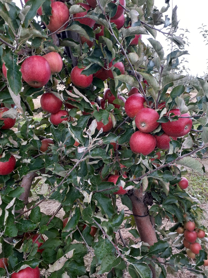 Sprzedam jablka red jonaprinc okolo 70t Posiadamy tez inne odmiany
