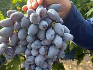 Winogrona stołowe "Osenii Ciornii", odporne na transport i przechowywanie