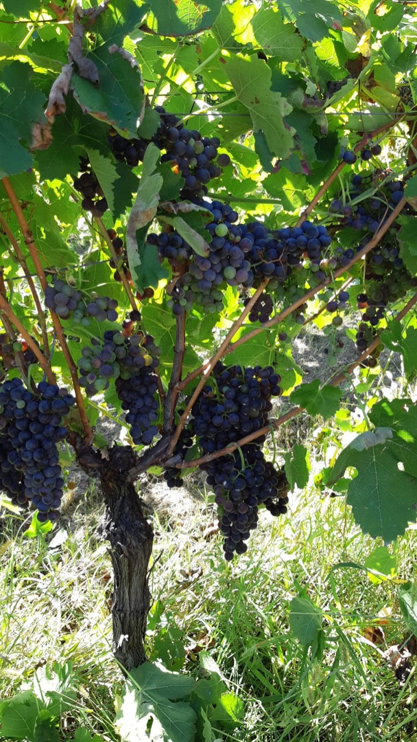 Sprzedajemy winogrona w szczególności Aglianico z certyfikatem DOCG, znajdujemy się w gminie Montermarano, gdzie w ostatnich latach wino to cieszy się dużym