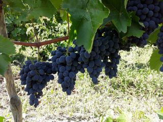 Sprzedajemy winogrona. Cabernet Sauvignon - 0,33 Euro/kg (w workach)