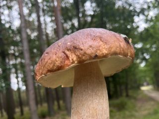 Świeże borowiki. Świeże, jeśli chcesz, inaczej zamrożone. najwyższa jakość