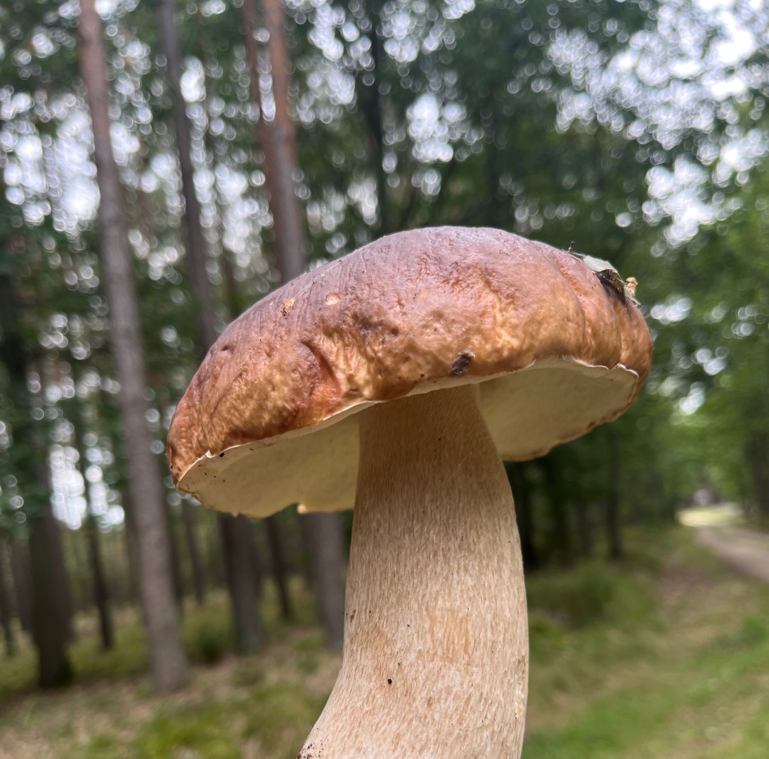 Świeże borowiki