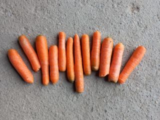 Sprzedam Marchew czystą plukaną,odpadowa od exportowej.sprzedahe luzem z dowozem.