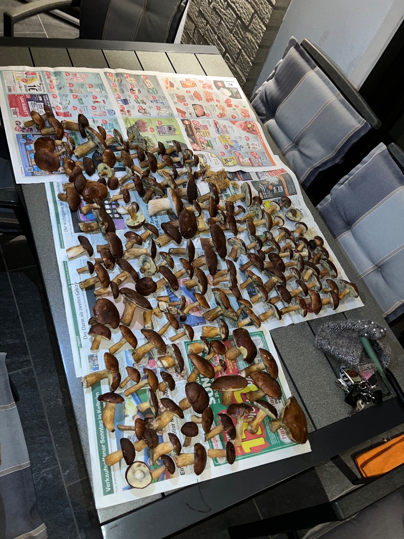 Świeże borowiki I kasztany Świeże lub zamrożone na życzenie