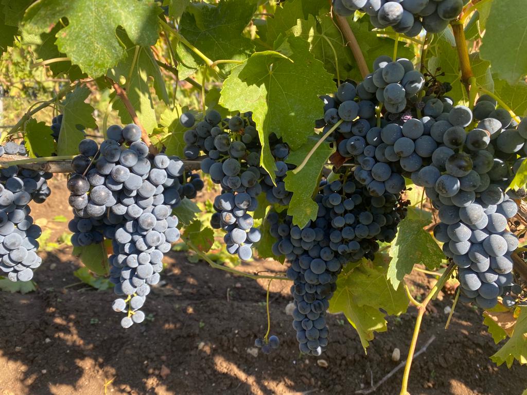 Sprzedaję winogrona Aglianico
