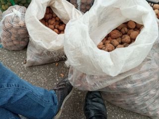Sprzedam Orzechy włoskie Jacek świerże miękka skorupka pochodzące z
