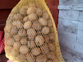 Sprzedam Świerże orzechy włoskie z własnego sądu podsuszone w