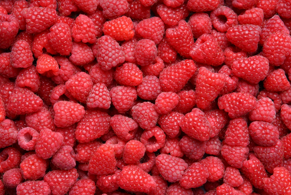 Maliny odmiany Vilamet, rocznik 2022, extra jakość, oryginalne, pakowane po 10 kg w kartony