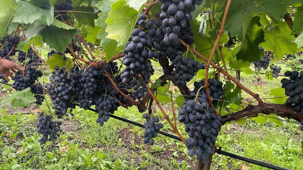 Posiadamy 60 ha (1200 ton) mołdawskich winogron, świeżych i bardzo smacznych