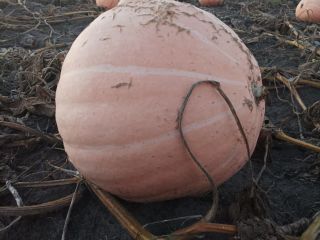 Witam . Mam na sprzedaż dynie pomarańczowa odmiana Otylia,