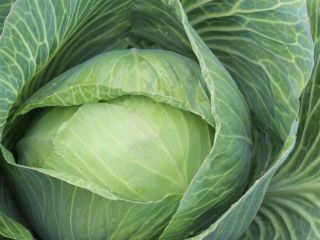 Kapusta szatkowana - Prosto z uprawy od producenta na
