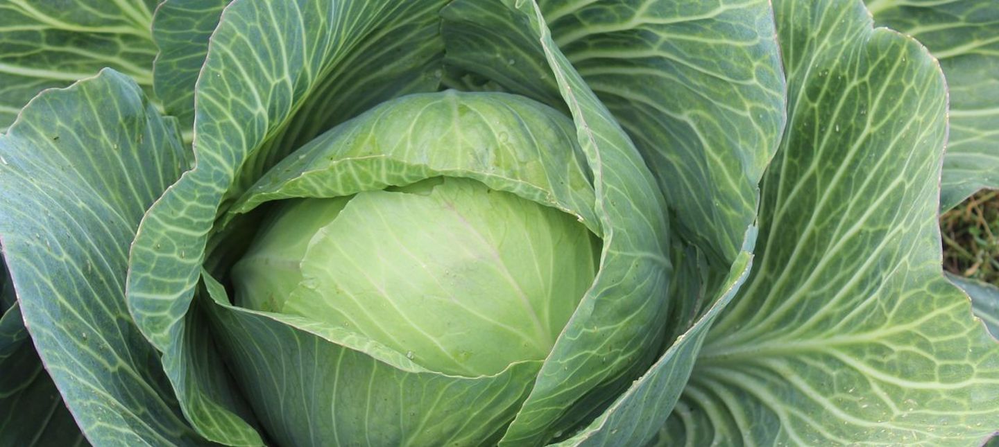 Kapusta szatkowana - Prosto z uprawy od producenta na Twój stół! Zarezerwuj odbiór już dziś - oferta limitowana! Obecnie w sprzedaży posiadamy dorodną białą
