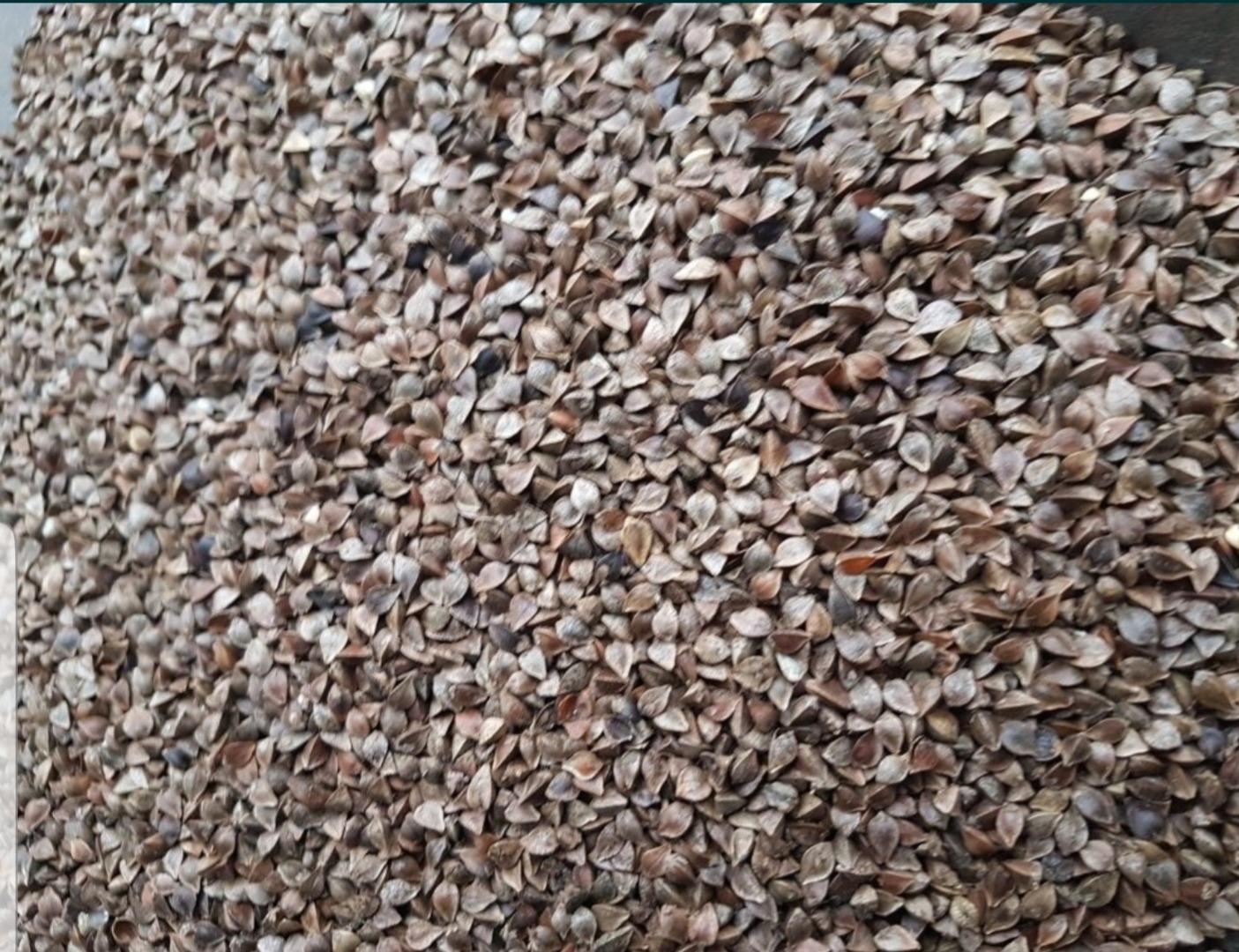 Sprzedam 8000 kg nasion gryki z tegorocznego zbioru, Materiał śiewny Możliwa wysyłka małych ilości, Ziarna oczyszczone wialnią, wynik kiełkowania w badaniu