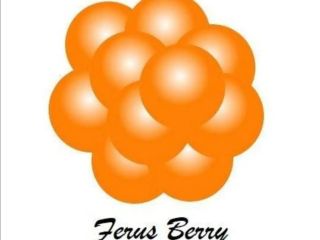 Sprzedajemy jagody i borówki