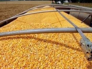 Opis: Biała kukurydza (bez GMO biała kukurydza) i suszona