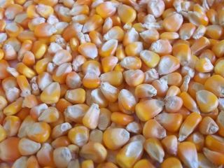 Non GMO I GMO Kukurydza Corn Yellow White, dział