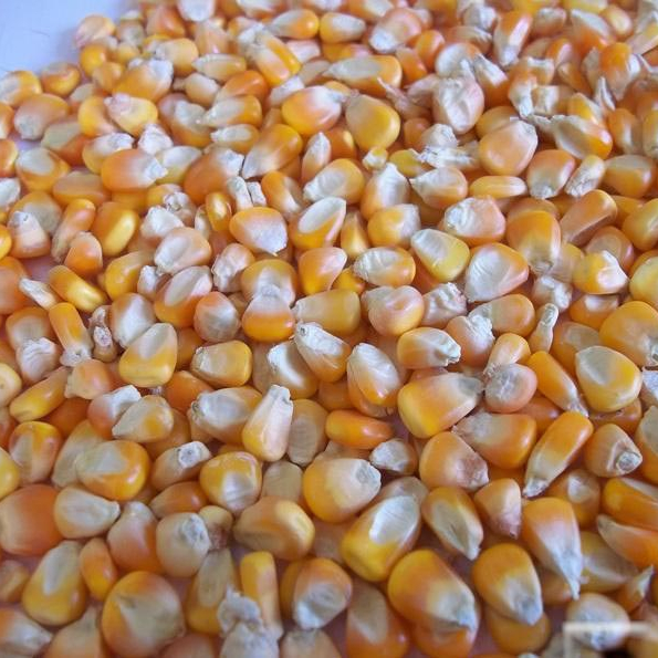 Non GMO I GMO Kukurydza Corn Yellow White, dział eksportu produktów rolnych oferuje szeroki komercyjny program zbóż i świeżych owoców, warzyw i produktów