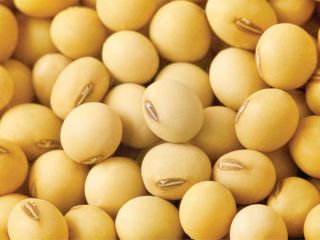 Nazwa produktu: Białka sojowe/sojowe bez Gmo klasy AA -