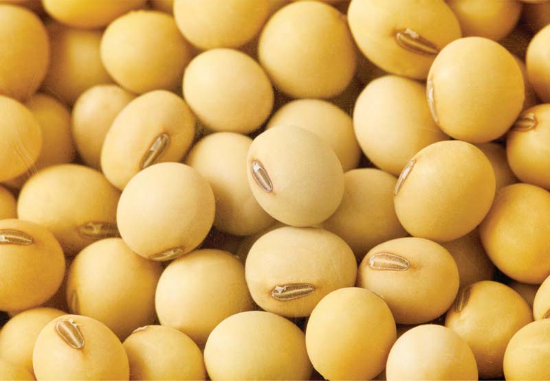 Nazwa produktu: Białka sojowe/sojowe bez Gmo klasy AA - *2,*5 g tłuszcze - 6,8 g; 1fcl/*0ft: *3,5mt/1fcl Zawartość oleju: *8 **9% (Max) Kod ITCHS: *******0