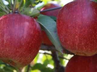 Royal Gala & Fuji Apple SPECYFIKACJA: -Odmiana: Royal Gala
