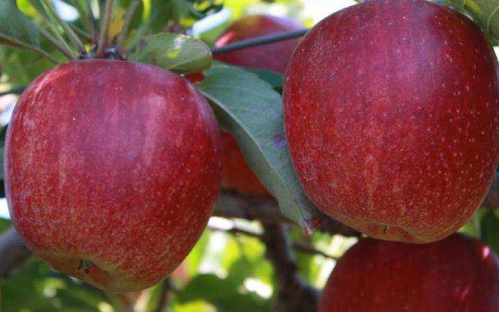 Royal Gala & Fuji Apple SPECYFIKACJA: -Odmiana: Royal Gala Apple i Fuji Apple -Smak:Gładka skórka o jasnoczerwonym kolorze,wysoki cukier o słodkim smaku,bardzo