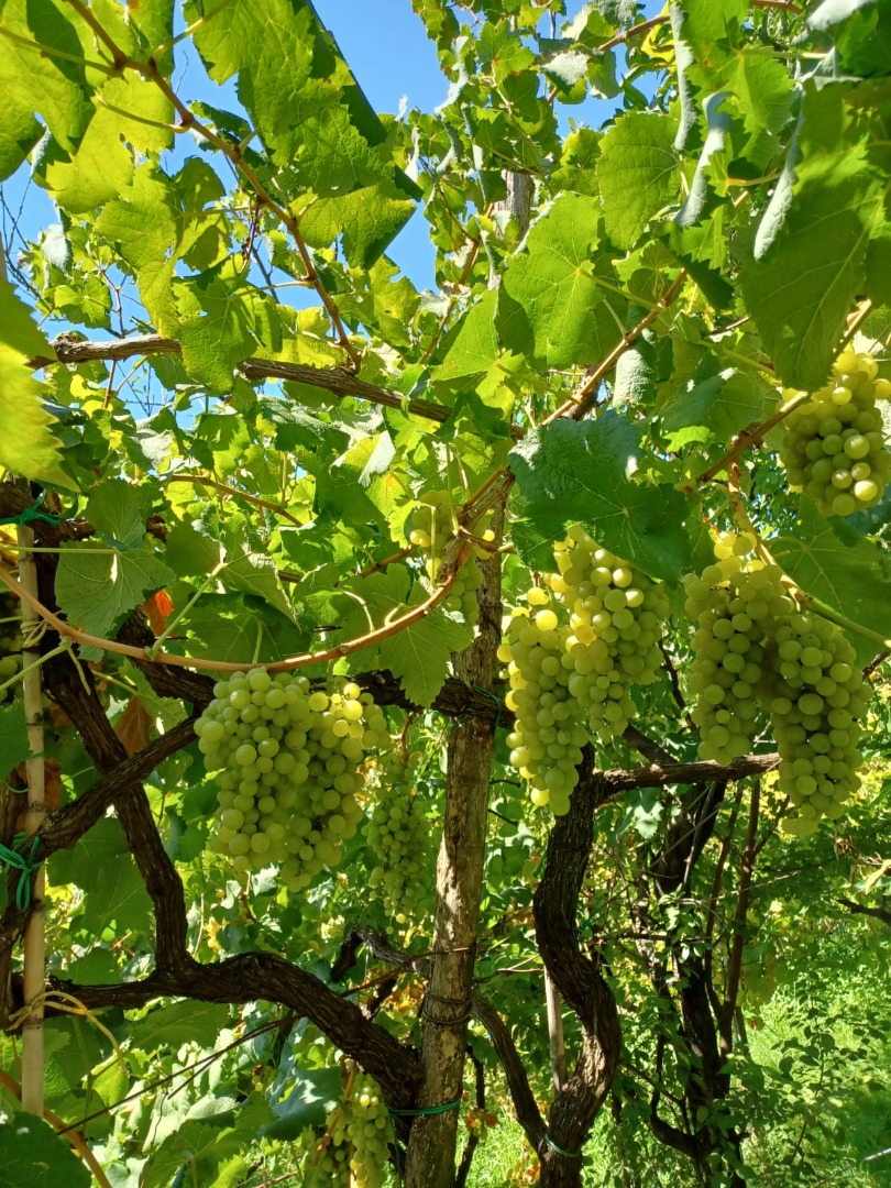 W Neapolu, w rejonie Phlegraean, sprzedam winogrona do białego wina odmiany Zibibbo, falanghina i Muscat Cell