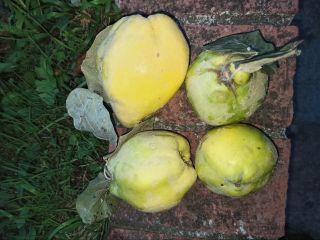 100% naturalne pigwy z acqui terme