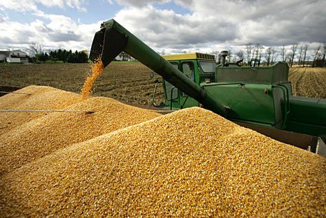 Żółta kukurydza/kukurydza do spożycia przez ludzi i zwierzęta, biała kukurydza (biała kukurydza bez GMO) i suszona żółta kukurydza, suszona żółta kukurydza