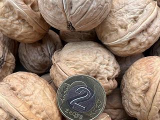 Sprzedam orzechy włoskie. Zbiór 2022r. Cena 5 zł/ 1kg.